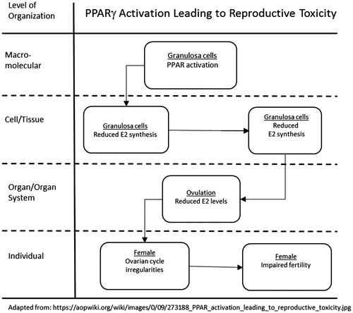 Figure 12. PPARγ activation leading to reproductive toxicity.
