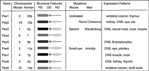 Figure 1 The mammalian Pax genes. A summary of the nine Pax genes found in mice and humans is outlined. All genes have the characteristic 128 amino acid paired DNA binding domain (PD) at the amino terminus. Based on other conserved sequences, the genes fall into several subfamilies, including the Pax3/7 group which also have a carboxy-terminal homeodomain (HD) and an octapeptide (OD), the Pax4/6 family, which have just the homeodomain, the Pax1/9 family which contains just the octapeptide, and the Pax2/5/8 group which has the octapeptdie and a partial homeodomain. The corresponding mouse and human mutations are indicated as are the key elements of the embryonic expression patterns.