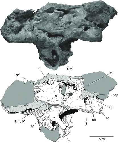 FIGURE 7 The braincase of Bunostegos akokanensis (MNN MOR47). Photograph and interpretative drawing in left lateral view. Abbreviations: bo, basioccipital; cp, cultriform process; ex, exoccipital; f, frontal; fo, foramen ovale; jf, jugular foramen; pop, paroccipital process; pro, prootic; pt, pterygoid; sph, sphenethmoid; II, III, IV, foramen for cranial nerves; XII, foramina for hypoglossal nerve.