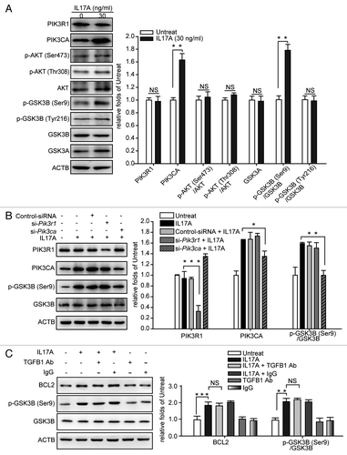 Figure 4. IL17A inhibits GSK3B by activating PIK3CA to phosphorylate GSK3B at Ser9. (A) IL17A activates PIK3CA but not PIK3R1 and stimulates phosphorylation of GSK3B at Ser9. Cell lysates were collected after 2 h of incubation with or without IL17A (30 ng/ml), then the expression of indicated proteins was detected by immunoblotting. (B) PIK3CA is necessary for GSK3B (Ser9) phosphorylation when stimulated with IL17A. Cells transfected with si-Pik3r1 or si-Pik3ca were incubated with IL17A (30 ng/ml) for 2 h. Cell lysates were prepared, and the expression of indicated proteins was analyzed by western blotting. (C) IL17A inhibits GSK3B independently of TGFB1. After incubation with anti-TGFB1 antibody (2 μg/ml) or isotype- matched Ab (2 μg/ml) for 2 h, cells were treated with IL17A (30 ng/ml) for 2 h and cell lysates were extracted for immunoblotting. Data are presented as the mean ± SE (n = 4). *p < 0.05; **p < 0.01; ***p < 0.001; TGFB1 Ab, anti-TGFB1 antibody; NS, non-significant.