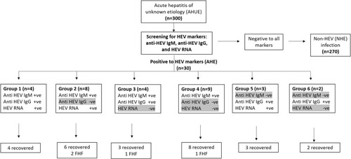 Figure 2 Assessment of HEV markers in AHUE and the outcomes of infection. AHUE (n=300) were screened for HEV markers (anti-HEV IgM, anti-HEV IgG, and HEV RNA). 30 samples were reactive to HEV markers. Four samples were positive to the tested HEV markers (Group 1), 3 samples were positive to anti-HEV IgG and HEV RNA (Group 5) and 2 samples tested positive for anti-HEV IgG (group 6). All the previous patients (Group 1, 5 and 6) recovered without complications. 8 samples were positive to anti-HEV IgM and HEV RNA, and negative for anti-HEV IgG (Group 2), 4 samples tested positive to anti-HEV IgM and anti-HEV IgG, and negative for HEV RNA (Group 3), and 9 samples were tested positive for anti-HEV IgM (Group 4). The previous patients (Group 2, 3, 4, n= 21), 17 patients recovered without complications and 4 patients progressed to FHF. Groups 4 and 6 were also positive for HEV Ag.