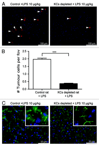 Figure 4. LPS-induced tumor-cell adhesion is Kupffer cell (KC)-dependent. (A) Tumor cells in the livers of control or KC-depleted rats that were treated with LPS. Red: DiI-labeled CC531s, blue: cell nuclei, arrow heads point to CC531s cells. (B) Quantification of tumor cells in the livers of control or KC-depleted rats that were treated with LPS. n = 4 per group; ***p < 0.001 (C) ZO-1 staining in the livers of control or KC-depleted rats that were treated with LPS. Green: ZO-1, blue: cell nuclei.