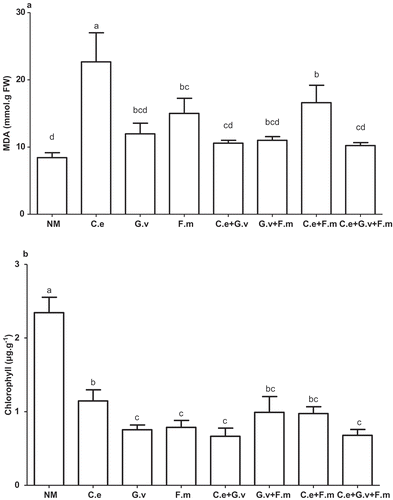 Figure 5. Malondialdehyde (MDA) (a) and Chlorophyll (Chll) (b) of standing milkvetch (Astragalus adsurgens) infected by Erysiphe pisi, colonised by arbuscular mycorrhizal fungi (AMF) Claroideoglomus etunicatum (C. e), G. versiforme (G. v), Funnelliformis mosseae (F. m) and the mixes of three AMF, NM = not inoculated with AMF. Bars topped by the same letter do not differ significantly at p < 0.05 by ANOVA test.