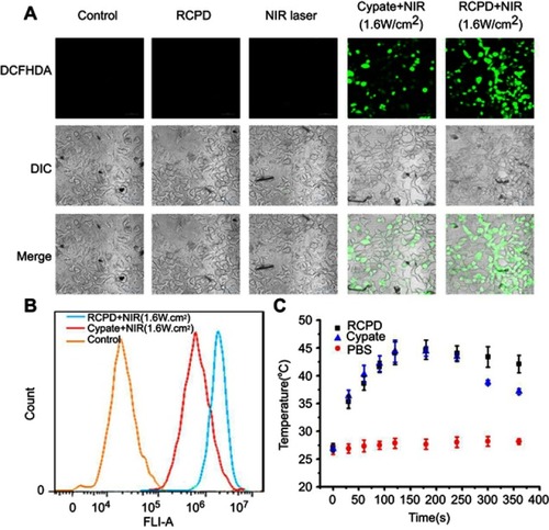 Figure 4 (A) Confocal images of ROS generation in HepG2 cells at 24 hrs after various treatments. Scale bar is 50 μm. (B) The flow cytometric analysis of intracellular ROS productions in HepG2 cells treated with RCPD or cypate after NIR irradiation (1.6 W/cm2, 5 mins). (C) Temperature viabilities of HepG2 cells treated with PBS, RCPD, or cypate.Abbreviations: ROS, reactive oxygen species.