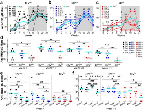 Figure 2. Anti-RBDWuhan IgG responses in macaques with mild or severe SIV infection. a-c. kinetics of anti-RBDWuhan IgG titres in SIVneg (a), SIVlow (b), and SIVhi (c) macaques. The endpoint IgG titres against SARS-CoV-2 Wuhan strain are shown. The limit of detection is 1:400. Overlapped data points represent the same values. Comparisons were conducted between weeks 2, 4, 6, 14, and week 0 (*, **) or between weeks 16, 18, 20, 31, and week 14 (#, ##) by paired, one-tailed Student’s t-test. Green arrows indicate the time points of vaccination. The shaded grey area indicates the period after the booster vaccination. d. Comparisons of the anti-RBDWuhan IgG titres between groups at weeks 6, 18, 20, and 31. Comparisons were performed by unpaired, one-tailed Student’s t-test. e, f. Anti-RBD IgG responses against Wuhan strain and VOCs in each group at week 4 (e) and week 18 (f). Comparisons of the anti-RBD IgG titres against each strain in the same group were conducted by paired, one-tailed Student’s t-test (#, ##, ###). Comparisons of the anti-RBD IgG titres against the same strain in SIVneg or SIVlow group versus SIVhi group were conducted by unpaired, one-tailed Student’s t-test (*, **, ***). All the data points represent the mean values of two technical replicates. * or #, p < 0.05; ** or ##, p < 0.01; *** or ###, p < 0.001; ns, no significance.