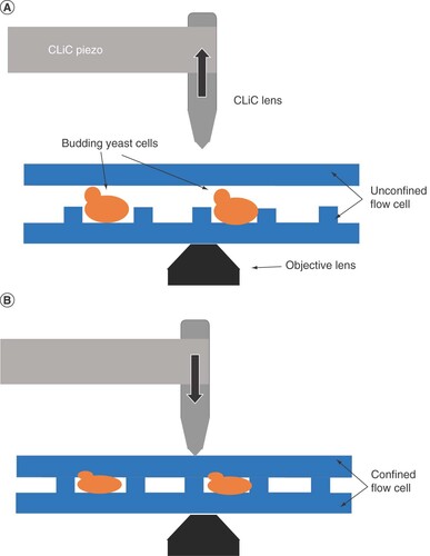 Figure 1. Convex lens-induced confinement instrument. (A) Representative schema of the CLiC instrument with yeast cells loaded into the unconfined flow cell that contains embedded pits. (B) Schematic representation of the CLiC instrument with the lens rod moving downward to confine the yeast cells into the flow cell pits.CLiC: Convex lens-induced confinement.