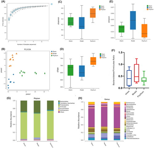 Figure 3. Regulation of PSH of the gut microbiome in 5/6Nx rats. (A) Species accumulation curve; (B) partial least squares discrimination analysis comparing the β-diversity of gut microbiota; (C) Shannon index (α-diversity); (D) Chao index (α-diversity); (E) Simpson index (α-diversity); (F) Bacteroidetes/Firmicutes ratio; (G) composition of the gut microbiota at the phylum level; (H) composition of the gut microbiota at the genus level.