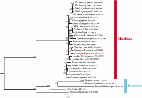 Figure 1. Phylogenetic tree reconstruction of 31 taxa using maximum likelihood (ML) methods based on the chloroplast genome sequences. ML bootstrap support value presented at each node.