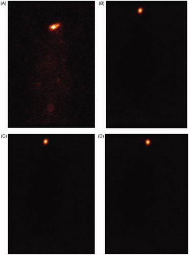 Figure 1. Static images taken of full body rabbit after 5 h of administration of levofloxacin formulations. (A) Marketed, (B) chitosan in situ gel, (C) nanosuspension and (D) nanoparticle laden in situ gel.