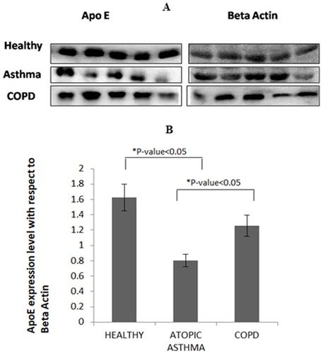 Figure 3 ApoE was significantly reduced in atopic asthma patients compared to healthy subjects and COPD patients.