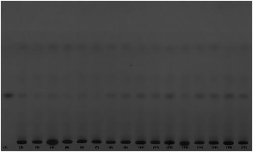 Figure 2. TLC chromatogram of different extracts of MAE obtained in 16 experiments (2–17) along with pure marrubiin (1) at 254 nm (UV light).