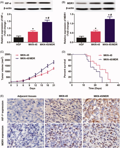 Figure 1. Overexpression of HIF-1α in gastric cancer cells up-regulated the MDR1 levels and finally resulted in rapid tumor progress and poor survival. (A) Determination of the HIF-1α levels in MKN-45 cells, MKN-45/MDR cells, and the control HGF cells by Western blot analysis. (B) Evaluation of the MDR1 signals in MKN-45 cells, MKN-45/MDR cells, and the control HGF cells by Western blot analysis. (C) Tumor volume changes of the mice, respectively, transplanted with MKN-45 cells and MKN-45/Apa cells. (E) Percent survival time of the MKN-45 and/or MKN-45/MDR cancer-bearing mice. *p < 0.05, significantly high than the control group. (E) Qualitative detection of HIF-1α and MDR1 signal in tumor slides by immunohistochemical assay. *p < 0.05, significantly high than the control group. #p < 0.05, significantly high than the MKN-45 group.