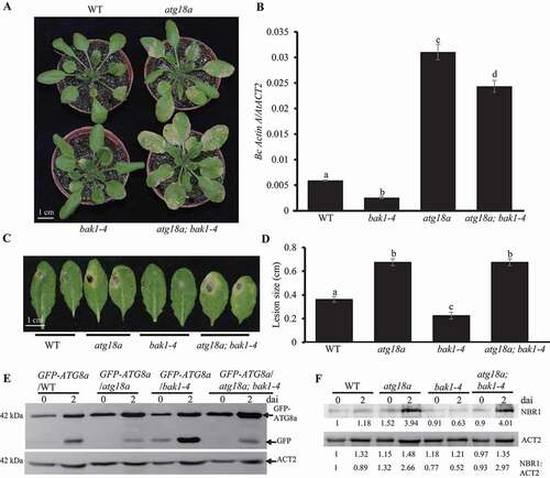 Figure 7. ATG18a functions on the downstream of BAK1 in response to B. cinerea. (A) The disease phenotype of atg18a; bak1 double mutant to B. cinerea. Four-week-old plants were spray-inoculated with B. cinerea at 2.5 × 105 spores/ml and the phenotype was checked at 4 dai. The experiment was repeated three times with similar results. WT, wild type. Scale bar: 1 cm. (B) Fungal biomass accumulation assay measured by qRT-PCR revealed that bak1 mutants suppressed B. cinerea growth. Fungal growth was determined by qRT-PCR amplification of the B. cinerea ActinA gene relative to Arabidopsis ACT2 gene. The data represent mean values ± SD (n = 3). The mean values following by different letters are significantly different from each other (p < 0.01, Student’s t-test). The experiment was repeated three times with similar results. (C) The disease phenotype of atg18; bak1 double mutant to Alternaria brassicicola. Four -week-old plants were drop-inoculated with A. brassicicola at 2.5 × 105 spores/ml and the phenotype was checked at 4 dai. The experiment was repeated three times with similar results. WT, wild type. Scale bar: 1 cm. (D) The diameter of lesion size of inoculated leaves by A. brassicicola. Four -week-old plants were drop-inoculated with A. brassicicola at 2.5 × 105 spores/ml and the phenotype was checked at 4 dai. The experiment was repeated three times with similar results. WT, wild type. (E) The GFP-ATG8a processing assay. GFP-ATG8a/WT, GFP-ATG8a/atg18a, GFP-ATG8a/bak1-4 and GFP-ATG8a/bak1-5 transgenic plants were inoculated with B. cinerea. Leaf samples were taken at 0 and 2 dai for western blot to check the protein levels of GFP-ATG8a and GFP. The protein level of Arabidopsis ACT2 detected by western blot was used as the loading control. (F) The NBR1 protein accumulation level in WT, atg18a, bak1-4, bak1-5 and atg18a; bak1-4 double mutant before and 2 d after B. cinerea inoculation. Four-week old wild type atg18a, bak1-4, bak1-5 and atg18a; bak1-4 double mutant plants were spray-inoculated with B. cinerea at 2.5 × 105 spores/ml and leaf samples were collected at 0 and 2 dai, respectively. Total protein samples were blotted with NBR1 antibody and ACT2 antibody. Relative intensity of NBR1 normalized to the loading control (the intensity of ACT2) was shown below to present the relative NBR1 protein level. The experiment was repeated three times with similar results