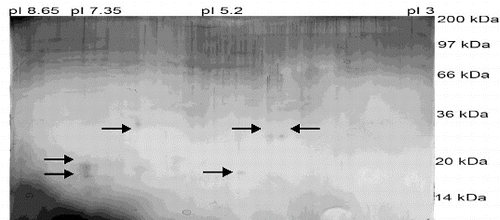 Figure 2. Silver-stained 2D electrophoresis of fraction 6 isolated from boar seminal plasma by gel permeation chromatography.