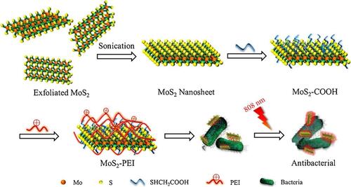 Figure 18 Schematic illustration of preparation and synergistic photothermal antibacterial activity of MoS2-PEI nanocomposite. Reprinted from J Photochem Photobiol A, 401, Cao W, Yue L, Khan IM, et al. Polyethylenimine modified MoS2nanocomposite with high stability and enhanced photothermal antibacterial activity. 112762, Copyright 2020, with permission from Elsevier.Citation201