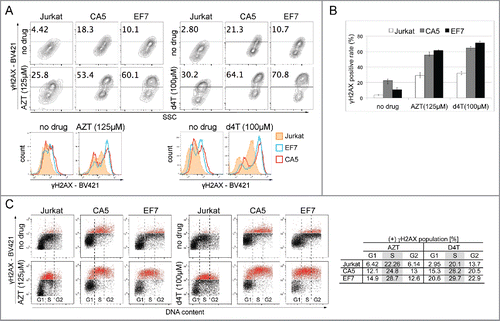 Figure 2. DNA damage response in latently infected cells to high doses of NRTIs. (A) Representative counter plots of 3 experiments showing that the level of γH2AX, a DSB biomarker, is increased in untreated CA5 and EF7 cells, and 24h after exposure to high concentrations of AZT (125 µM; left) and d4T (100 µM; right). The cells were stained with anti-H2AX (pS139) mAb conjugated to BV421 to detect γH2AX and analyzed by flow cytometry. The gate represents the plot area with the highest fluorescence intensity determined by BV421 labeling. The numbers indicate the percentage of the γH2AX positive population with the highest fluorescence intensity. Below, histograms show differences in fluorescence intensities between Jurkat and the 2 latent HIV-1 cell lines before and after treatment with high doses of NRTIs. (B) Population of γH2AX positive events detected for Jurkat and latent cells, and in response to high doses of AZT and d4T. (C) NRTIs-induced increases in γH2AX level are related to DNA damage. Distribution of γH2AX in cell cycle phases was analyzed by staining intensity for γH2AX vs. DNA content (7-AAD). Plots show that high doses of AZT and d4T caused a shift toward high fluorescence intensity of BV421 (in red) detecting γH2AX in each cell cycle phase (G1, S and G2), which is consistent with cellular response to DNA damage. Significant accumulation of signal observed for S-phase suggests that the cell cycle arrest derives from replication inhibition.