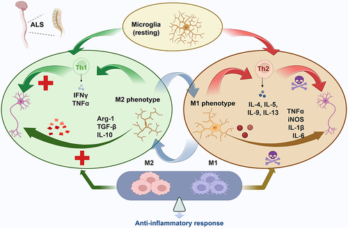 Figure 5 In ALS, microglial cells not only play a role through different polarization states but also present antigens to different T cells to affect neurons. The flowchart was created using Biorender.com.