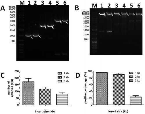 Figure 3. Insertion of 1–3 kbp of fragments by MCT cloning. (A) For lanes 1–6, insert-1, insert-2 and insert-3(Supplementary Table S1, 1 kbp, 2kbp and 3kbp, respectively) was amplified by the primers P1/P7 and P2/P8, P1/P15 and P2/P16, and P1/P17 and P2/P18 (Supplementary Table S2), respectively. The arrow indicates the target band of the first PCR products. (B) The pGADT7 vector was amplified by the first PCR products (lanes 1–6 in Figure 3A, respectively) with respective reverse primers (P9 for lanes 1, 3 and 5, and P10 for lanes 2, 4 and 6, Supplementary Table S2). The arrow indicates the target band of the first PCR products. (C) and (D) Colony numbers and percentage of positive clones per plate were counted to estimate the cloning efficiencies and fidelities for various lengths of large fragments (1 kbp, 2 kbp and 3 kbp) with 10 bp of gap sequences. The results are mean values ± SEM of two independent experiments. M: DNA molecular weight marker.