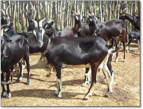 Figure 1. Adult females of Canindé goat breed in Boa Vista Municipality, Paraíba State, Brazil.