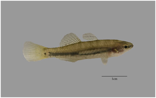 Figure 1. Image of Hypseleotris cyprinoides. H. cyprinoides has a head and body that is strongly flattened from side to side, and a small mouth that does not reach the front edge of the eye socket. The image token by author Xinhe Ruan in Guangdong China.