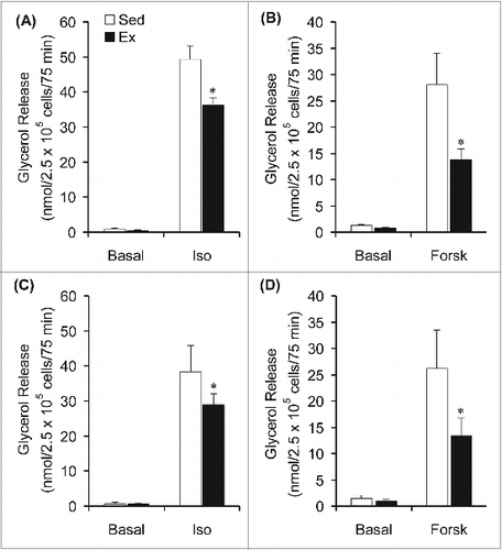 Figure 4. Chronic endurance training reduces isoproterenol (Iso)- and forskolin (Forsk)-stimulated lipolysis. Glycerol release was measured in epididymal (A and B) and subcutaneous inguinal (C and D) under basal conditions and also in the absence or presence of Iso or Forsk. *P < 0.05 vs. Sed. Two-way ANOVA, n = 8 per group.