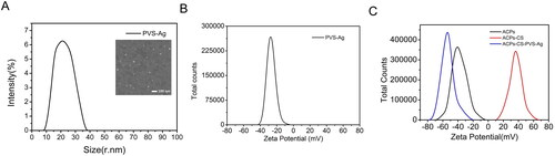 Figure 3. CS and PVS-Ag modifications changed the particle size and potential of ACPs. (A) Particle size distribution and SEM analysis of PVS-Ag. (B) Zeta potential of PVS-Ag. (C) Zeta potential distribution of ACPs (black), ACPs-CS (red) and ACPs-CS-PVS-Ag (blue).