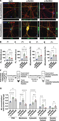 Figure 3. Phosphorylation-state dependent uptake and accumulation of Aβ in primary neurons. (A) Immunocytochemistry depicting Aβ accumulation in primary cortical neurons treated with the indicated Aβ variants (500 nM, 4 h). Cells were processed without permeabilization or with permeabilization to detect surface associated Aβ and internalized Aβ, respectively, by staining with anti-Aβ antibody 82E1 (green). Cells were co-stained with Alexa555-conjugated phalloidin (actin, red) and DAPI (nuclei, blue). Scale bar: 10 μm. (B, C) Bar plots depicting average values of absolute fluorescence intensities in the green channel (Aβ signals) in non-permeabilized cells (P-, B) and permeabilized cells (P+, C), analyzed by immunocytochemistry. Dotted line depicts the fluorescence signals in cells treated without Aβ (control). (D, E) bar plots depicting the quantification of neurons with surface bound Aβ (P-, E) and internalized Aβ (P+, D). Values represent mean ± S.D.; n = ~200 neurons, N = 4. *p = 0.05; **p = 0.01; ***p = 0.001; ****p = 0.0001 (One-way ANOVA, GraphPad Prism). (F) Workflow representation for fractionation of cellular protein based on differential centrifugation. (G) Quantification of absolute Aβ levels in different cellular fractions by ELISA (PNS, post nuclear supernatant) using anti-Aβ antibody 82E1. Values represent mean ± S.D.; n = 6, N = 3. *p = 0.05; **p = 0.01; ***p = 0.001; ****p = 0.0001 (two-way ANOVA, GraphPad Prism). Additional data and respective quantifications are shown in figure S3.