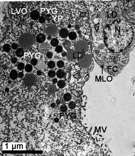 Figure 9.  Electron micrograph of oogenesis in female Protothaca (Notochione) jedoensis. A late vitellogenic oocyte (LVO) and follicle cells (FC). Note a number of proteinaceous yolk granules (PYG), lipid droplets (LD), microvilli on the vitellogenic envelope of the oocyte, and follicle cells (FC) containing lipid droplets (LD) and myelin-like organelles (MLO, arrow) in the cytoplasm.