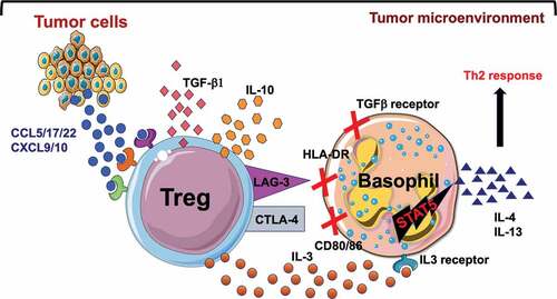 Figure 1. Tumor cells secrete chemokines that recruit Treg cells to the tumor microenvironment. Our data suggest that tumor-associated Treg cells promote tumor survival and its immune escape by several mechanisms including secretion of IL-3 to activate basophils and to orchestrate Th2 responses.