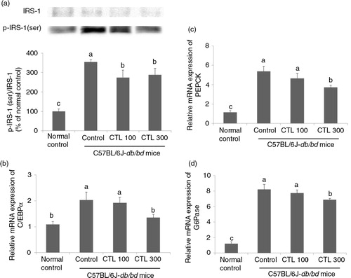 Fig. 5 Effect of dietary supplementation of Cudrania tricuspidata water extract on gluoconeogenesis and insulin resistance in the livers of C57BL/6J-db/db mice. (a) Representative Western blots for total protein and serine phosphorylate expression of IRS-1 in the livers of the C57BL/6J-db/db mice. mRNA expression of (b) C/EBPα, (c) PEPCK, and (d) G6Pase in the livers of the C57BL/6J-db/db mice. Data are expressed as mean±standard deviation (n=4). Different letters show a significant difference at p<0.05 as determined by Duncan's multiple range test.