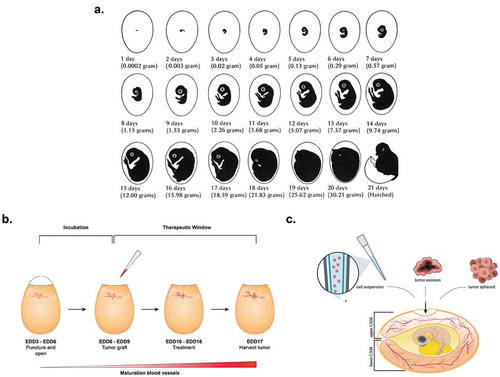 Figure 1. (A) Embryonic development and accompanying changes in the weight of the chick embryo (white leghorn). The given weights are from the chick embryo corresponding to each embryonic developmental day. These weights could be useful for initial dose-screening of the drug in order to determine the maximal tolerable dose with regards to embryo viability by computing interspecies allometric scaling for dose conversion. Alternatively, dose-escalation studies could be performed prior to further (combination) studies. Adapted from Romanoff (Cornell Rural School Leaflet) [Citation12] and Smith [Citation13], Copyright 2019 by the Mississippi State University Extension Service. (B) Schematic overview of the CAM as an invivo tumor model. Fertilized chicken eggs are punctured on EDD3 and the resulting hole will be enlarged on EDD6. Then, tumor cells will be grafted and incubated for 4 days. Typically, the therapeutic window spans over 10–12 days, after which the tumor is harvested and processed for downstream applications. Adapted from Kleibeuker et al., 2015 [Citation37]. (C) Tumors are commonly grafted onto the CAM by depositing a cell suspension, tumor excision, or premade 3D cell constructs such as spheroids. Adapted from Kim et al., 1998 [Citation57]