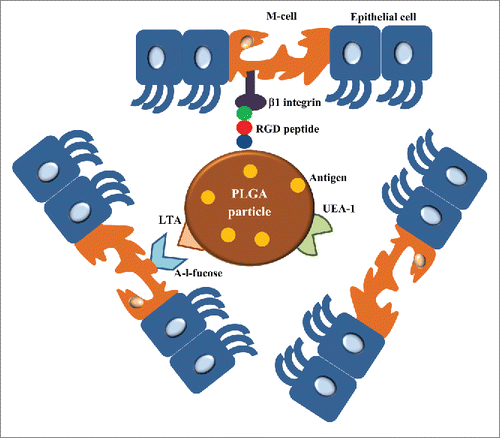 Figure 7. Different ways to target PLGA particles to M-cells. The surface of PLGA particles can be grafted with RGD peptide or LTA which are interacted with β1 integrin and α-l-fucose presented in the surface of M-cells, respectively. UEA-1 is another M-cell targeting agent for oral-mucosal vaccine delivery. Using these M cell targeting agent-anchored PLGA particles, the orally administrated antigens loaded in PLGA particles are targeted to M-cells to generate mucosal immunity.