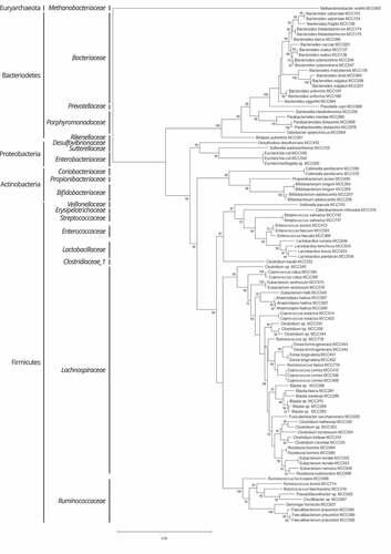 Figure 1. Phylogeny of MCC100 strains. Phylogenetic maximum likelihood tree using the Generalized Time-Reversible model with CAT approximation with 20 rate categories inferred from the 16S rRNA gene. The tree is rooted on the domain Archaea for illustrative purposes. Local support values superior or equal to 70% are displayed. Taxonomic classification at family and phylum levels is indicated on the left side of the tree