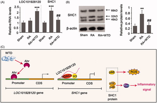 Figure 7. WTD regulated LOC101928120 and SHC1 expression in the articular cartilage of rats in RA. Rats in the RA and RA + WTD groups were injected in the right hind footpad with 0.1 mL complete Freund’s adjuvant containing 10 mg/mL dead Mycobacterium tuberculosis. Rats in the RA + WTD group were additionally intragastrically administered WTD crude extract at a dose of 9.8 g/kg/day for 15 days. (A) PCR and (B) western blot assays were performed to determine LOC101928120 and/or SHC1 expression in the articular cartilage of rats. (C) According to the results from this study, we showed the molecular mechanism underlying WTD protection in chondrocytes against IL-1β. **p < 0.001 and ***p < 0.001 vs. control group; ##p < 0.01 vs. IL-1β group.