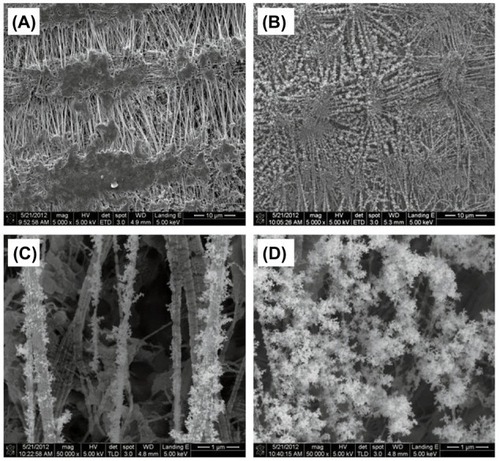 Figure 2 Scanning electron microscopy images of (A) the blank Teflon substrate and (B) silver nanoparticles (AgNPs) collected on the Teflon substrate at 5,000× and (C and D) 50,000× magnification.