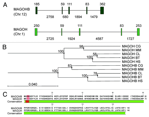 Figure 1. Alignment and conservation of the two MAGOH genes/proteins. (A) Human MAGOHB and MAGOH gene structures, exons, and introns are shown as boxes and lines, respectively. The sizes of exons and introns in base pairs (bp) are depicted above and below the diagram, respectively. (B) Maximum likelihood phylogeny estimated with the PhyML algorithm using the ORF sequences of MAGOH and MAGOHB from Homo sapiens (HS), Mus musculus (MM), Bos taurus (BT), Canis lupus (CL), and Cricetulus griseus (CG). The scale bar represents the measure of phylogenetic distance and corresponds to four base substitutions per 100 positions. Numbers at nodes represent bootstrap values. See also Figure S1C. Alignment of the two human MAGOH proteins.