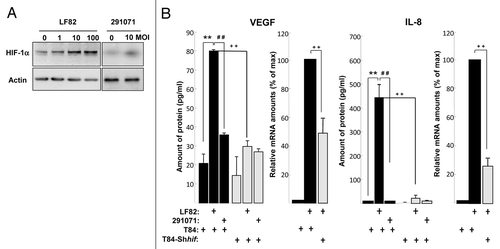 Figure 4. AIEC LF82-induced VEGF and IL-8 production require HIF-1α expression and NFκB signaling in human T84-IEC. (A) T84 cells were infected with increasing amounts of AIEC LF82 bacteria (from MOI of 1 to 100) or control commensal bacteria (clone 291071) for 2h. The HIF-1α protein was assayed by immunoblotting using an anti-HIF-1α antibody and the total actin level was monitored as a control for equal protein loading. We observed an increase in HIF-1α protein levels in cells infected with LF82 bacteria. (B) VEGF and IL-8 secretion by T84 and T84-Shhif-1α cells infected with AIEC LF82 or control commensal (clone 291071) bacteria was measured by ELISA as indicated in Materials and Methods. Data are expressed as the mean concentration of secreted proteins per 8 × 106 cells for 4h ± s.e.m. (n = 3). VEGF and IL-8 mRNA level from T84 and T84-Shhif-1α cells infected with AIEC LF82 (MOI = 10) were quantified by qPCR. Data are expressed as the mean of the relative amount of mRNA expressed per 8 × 106 cells ± s.e.m. (n = 4).). **p < 0.01 relative to values of non-infected T84 cells. ##p < 0.01 relative to values of LF82-infected vs. commensal (clone 291071)-infected T84 cells. ++p < 0.01 relative to values of LF82-infected T84 cells vs. LF82-T84 depleted for hif-1α expression (T84-Shhif-1α) cells. LF82 bacteria induced production of VEGF and IL-8 is dependent on HIF-1α.