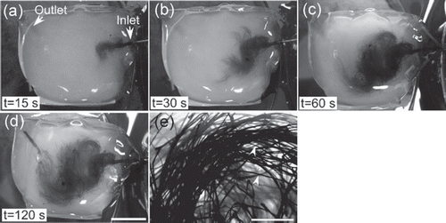 Figure 4. Capillary-like network in agarose gel injected with India ink through the inlet macrochannel. (a)-(d) Progressive perfusion of the ink throughout the network; (e) magnified image of (d). Arrowheads show microchannels. Scale bars in (a)-(d) and (e): 1 cm and 500 μm, respectively.