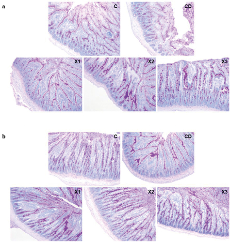 Figure 5. Xylitol preserves the mucosal barrier by improving the secretion of intestinal mucus. (A) and (B) are representative AB-PAS stained histological sections from the jejunum and ileum (original magnifications, ×100). C: control group; CD: diabetic control group; X1: 1.25 g/kg·bw xylitol; X2: 2.5 g/kg·bw xylitol; X3: 5 g/kg·bw xylitol.