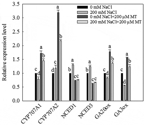 Figure 8. Effects of 200 µM melatonin on the transcript levels of key GA biosynthesis, ABA biosynthesis, and hydroxylase genes during L. bicolor seed germination under NaCl stress. Tubulin was used as an internal standard. Values are mean ± standard deviation of three biological replicates. Bars with different letters are significantly different at P < .05 according to Duncan’s multiple range tests.