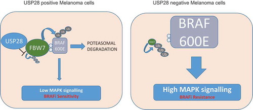 Figure 1. Vemurafenib resistance in melanoma cells lacking USP28. Under normal conditions ubiquitin specific peptidase 28 (USP28) functions to stabilise F-box WD repeat-containing protein 7 (FBW7) resulting in SKP1/CUL1/F-box (SCF) mediated downregulation of targeted substrates including v-raf murine sarcoma viral oncogene homolog B (BRAF, left panel). Under USP28 depleted conditions BRAF stabilisation enhances mitogen-activated protein kinas (MAPK) pathway activation and resistance to BRAF inhibitors (right panel).