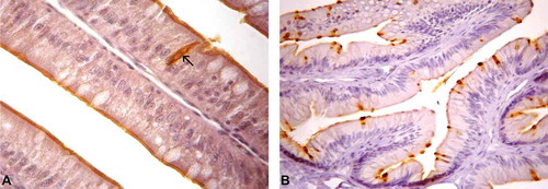 Figure 3. Photomicrographs of cholecystokinin-immunoreactive (CCK-IR) cells in the intestine of Tropidurus torquatus. (A–B) Small intestine. A, CCK-IR cells between the cells of the intestinal epithelium, most of the closed type with a few of the open type (arrows; 870×). B, The presence of CCK-IR cells between the cells of the intestinal epithelium, all of the closed type, can be observed (740×).