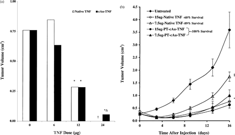 6 (a) Comparison of the antitumor efficacy of native TNF and the cAu-TNF vector in MC-38 tumor-burdened C57/BL6 mice. MC-38–tumored C57/BL6 mice (n = 4/group/dose) were intravenously injected with increasing doses of native TNF or the cAu-TNF vector. The antitumor responses for the various treatment groups were measured by determining three dimensional (L × W × H) tumor measurements 10 days after treatment. Data are presented as the mean ± SEM tumor volume (in cm3) for each group. †All animals receiving the 24 μg native TNF treatment died within 24 hr of treatment. *p ≤ 0.05 versus untreated controls (b) Antitumor efficacy of native TNF and the PT-cAu-TNF vector: effect of PEG-THIOL on antitumor efficacy. MC-38 tumor-burdened C57/BL6 mice were divided into 9 groups with 9 animals/group. One group served as an untreated control group. Two groups were intravenously injected with either 7.5 or 15 μg of native TNF. Two groups were also intravenously injected with either 7.5 or 15 μg of the PT-cAu-TNF vector. Tumor measurements were made on various days after the treatment on animals that survived TNF treatment. Statistical difference between the various groups was determined using a paired t-test. †, p < 0.05 for the 7.5 μg of dose of native TNF versus untreated controls.§, p < 0.05 for the 7.5 μg of dose of the PT-cAu-TNF treatment versus untreated controls and native TNF groups. *, p < 0.05 for the 15 μg of dose of native or both PT-cAu-TNF treatments versus untreated controls and the 7.5 μg of dose native TNF. The 7.5 μg of the PT-cAu-TNF vector was not statistically different from the 15 μg of either native TNF or PT-cAu-TNF treatments.