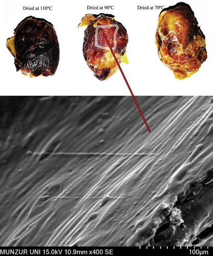 Figure 5. Color differences of dried palm fruits at different temperatures and SEM micrographs of palm fibers