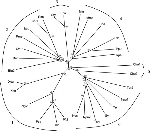 Figure 4. Phylogenetic tree for the prokaryotic bestrophin homologues. The CLUSTAL X program (Jeanmougin et al. [Citation1998]; Thompson et al. [Citation1997]) was used to generate the multiple alignment (Figure S3 on our website) upon which the tree (drawn using the TreeView program; Page, [Citation1996]) was based. Abbreviations of the proteins are as indicated in Table II. Bootstrap values (percentage) from one thousand replications are presented at the nodes.