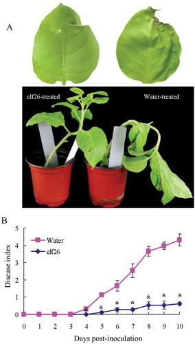 Fig. 3 (Colour online) Resistance to Ralstonia solanacearum FJ1003 of Nicotiana tabacum plants after receiving elf26 treatment. (a) The leaves in the upper panels show representative wilt disease development at 4 days after inoculation. In the lower panels, the disease symptoms 6 days after inoculation are shown. (b) Average disease index of N. tabacum plants pre-treated with elf26 and water as a control before infection with R. solanacearum FJ1003. Means ± SE from four biological replicates are shown. Statistical significance was determined by a Student’s t-test at each time point versus the control (water), *P < 0.05.