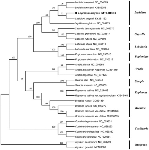 Figure 1. Neighbor-joining (NJ) tree of 29 species within the family Cruciferae based on the plastomes using two Cruciferae species as outgroups.
