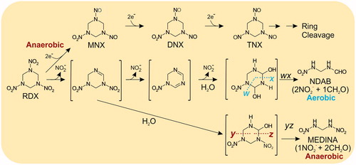 Figure 4. Bacterial degradation of hexahydro-1,3,5-trinitro-1,3,5-triazine (RDX) in bacteria (adapted from Jackson et al. Citation2007). MNX: Hexahydro-1-nitroso-3,5-dinitro-1,3, 5-triazine, DNX: hexahydro-1,3-dinitroso-5-nitro-1,3,5-triazine, TNX: hexahydro-1,3,5-trinitroso-1,3,5-triazine. Dotted lines indicate position of ring cleavage, compounds in brackets are hypothetical.