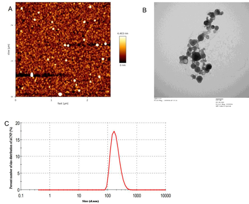 Figure 1 Characterization of ACNP. (A) AFM image of ACNP. (B) TEM image of ACNP. (C) size distribution of ACNP by laser particle size analyzer.