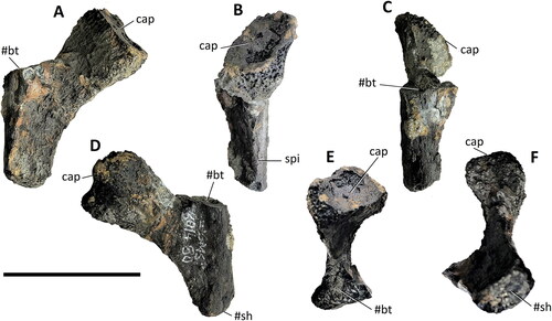 Figure 15. Comptonatus chasei gen. et sp. nov. (IWCMS 2014.80). Left cervical rib fragment in A, posterior, B, medial, C, lateral, D, anterior, E, dorsal and F, ventral views. Abbreviations: cap, capitulum; #bt, fractured base of tuberculum; #sh, fractured distal shaft; spi, spine. Scale bar represents 30 mm.